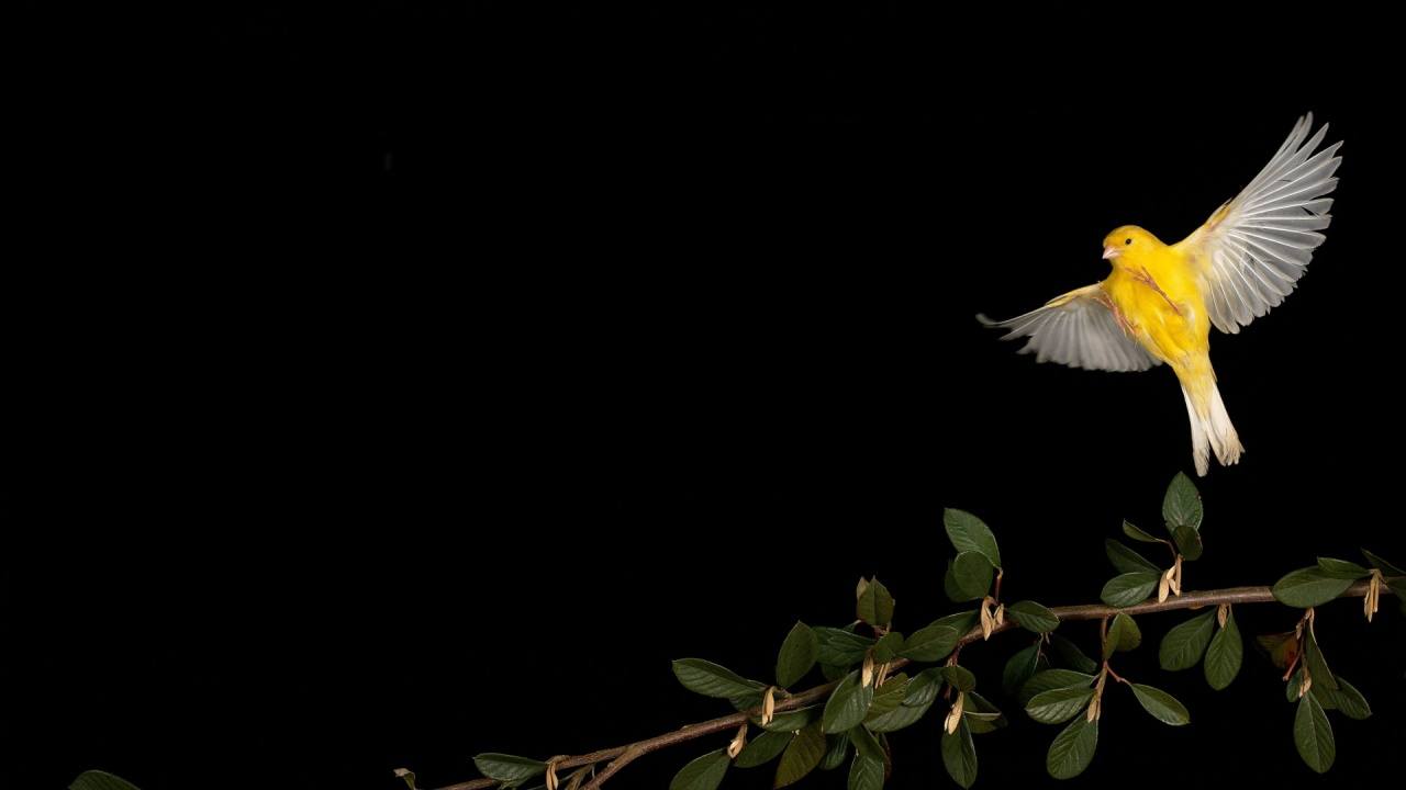 Canary Capital’s McClurg Sees Bitcoin Soaring to $150K Before Inevitable Downturn